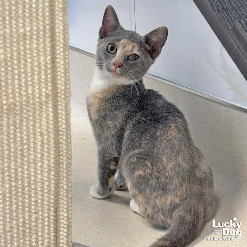 A baby medium-sized female Domestic Short Hair cat named Mercy for adoption in Washington, DC