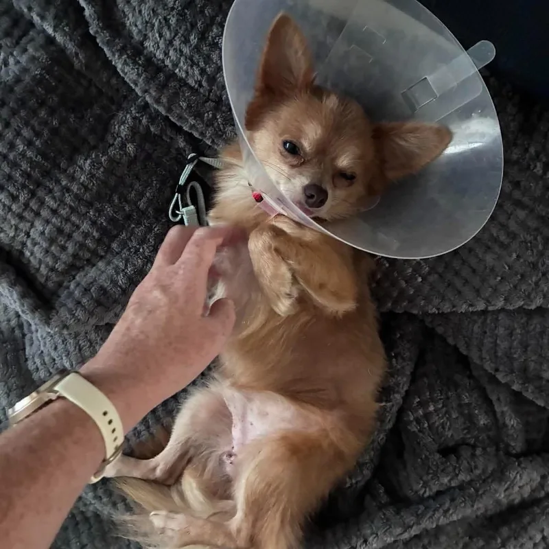 An adult small-sized male Chihuahua dog named Casper HW+ for adoption in Tampa, FL