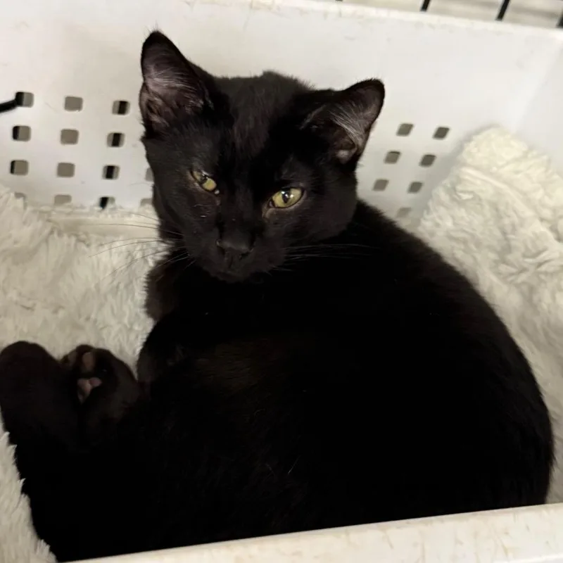 A baby medium-sized male Black Domestic Short Hair cat named Theo for adoption in Carroll, IA