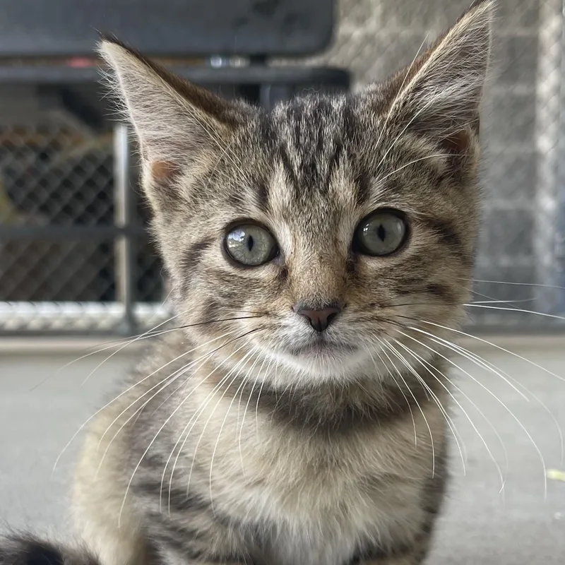 A baby small-sized female Tabby (Buff / Tan / Fawn) Domestic Short Hair cat named Amani for adoption in New Philadelphia, OH