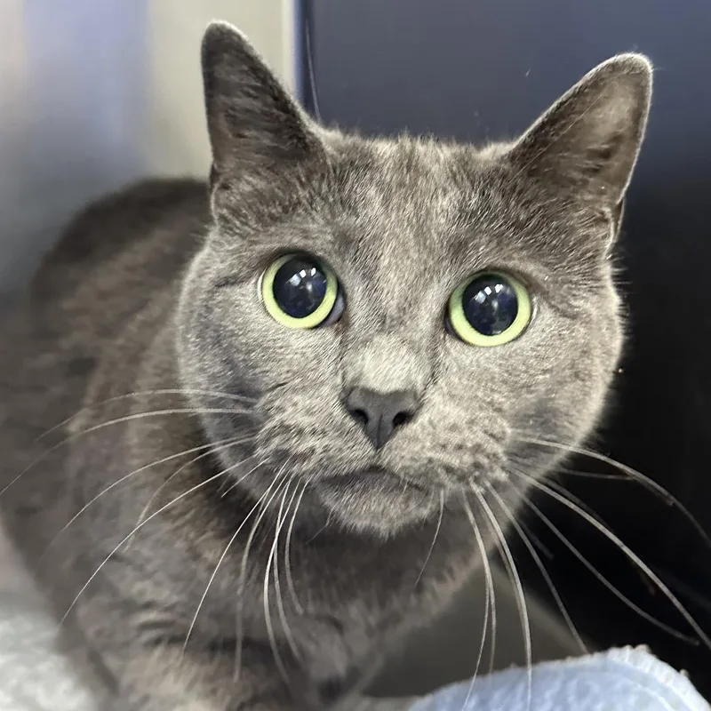 An adult medium-sized female Russian Blue cat named Nala for adoption in Coos Bay, OR