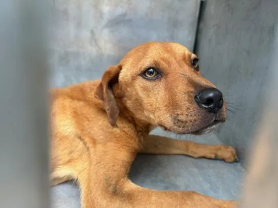 A baby small-sized male Redbone Coonhound dog named Tiny Dancer for adoption in Tulsa, OK