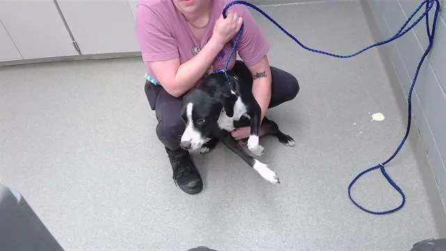 A young small-sized male Pointer dog named Chancey for adoption in Omaha, NE