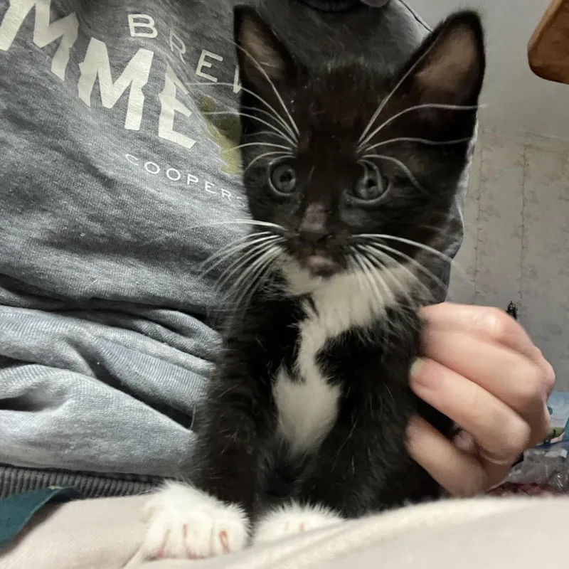 A baby small-sized male Domestic Short Hair cat named Miso for adoption in Oneonta, NY