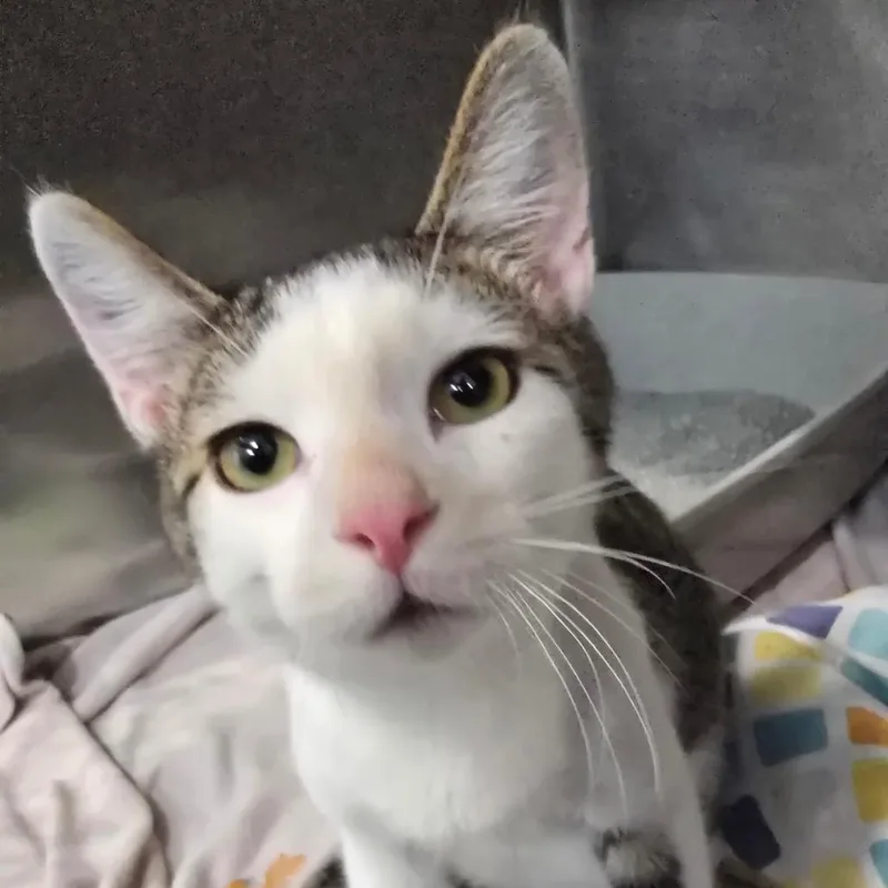 A baby medium-sized male Black & White / Tuxedo Domestic Short Hair cat named Jr. for adoption in Fairmont, WV