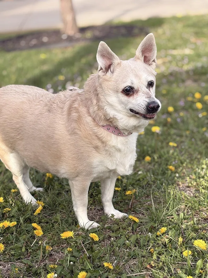 A senior small-sized female Apricot / Beige Chihuahua dog named Little for adoption in Lake Saint Louis, MO