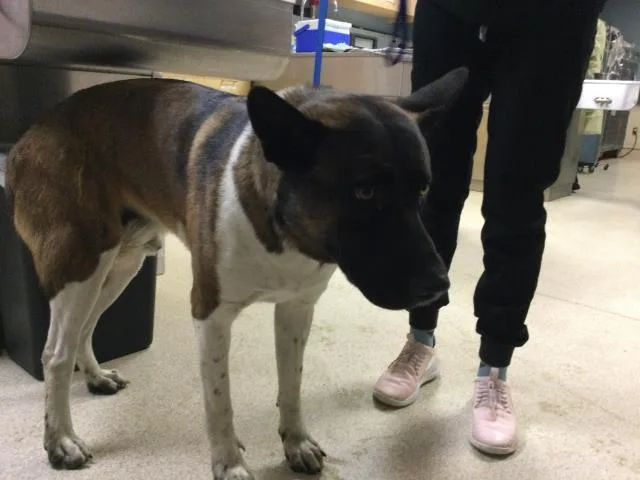 An adult large-sized male Akita dog named Pup Pup Dupe for adoption in Riverside, CA
