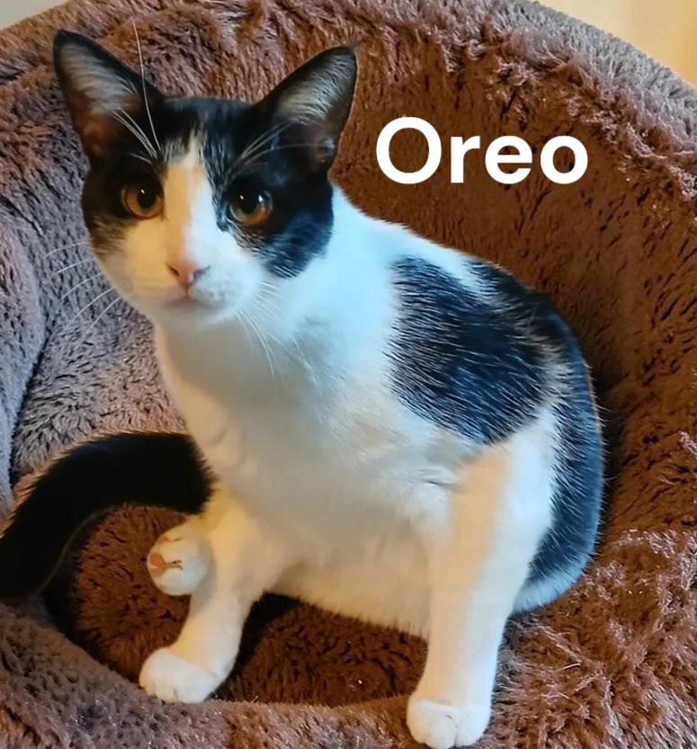 An adult medium-sized male Black & White / Tuxedo Domestic Short Hair cat named Oreo for adoption in Weems, VA
