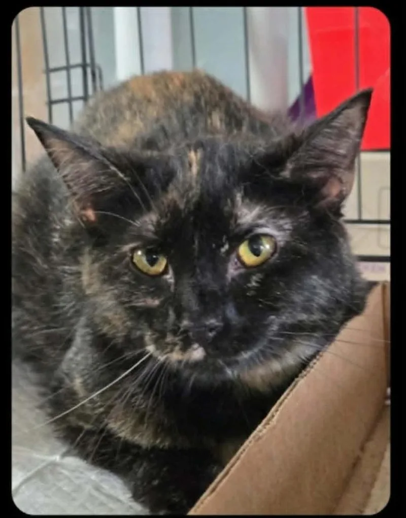 A young small-sized female Domestic Short Hair cat named Bellina for adoption in Olney, IL