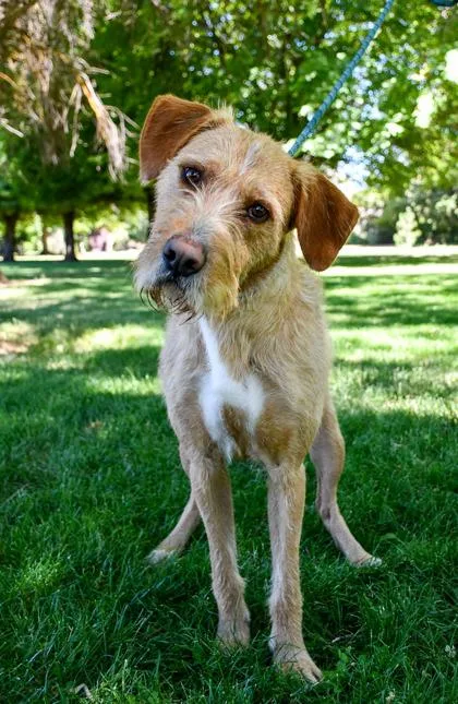 Gus