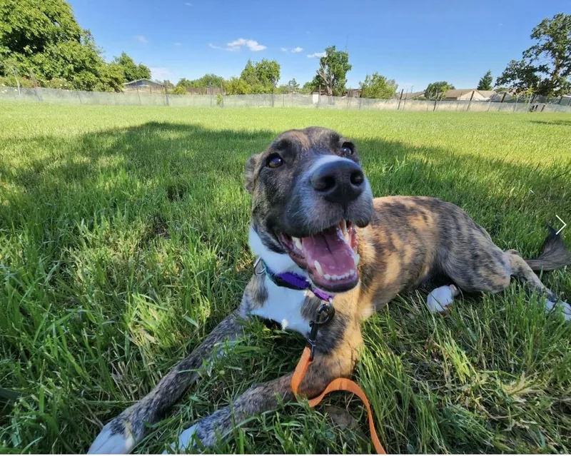 A young medium-sized female Brindle Shepherd dog named Kisha for adoption in Davis, CA