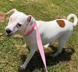 A young small-sized male White / Cream Terrier dog named Gravy for adoption in Sudbury, MA