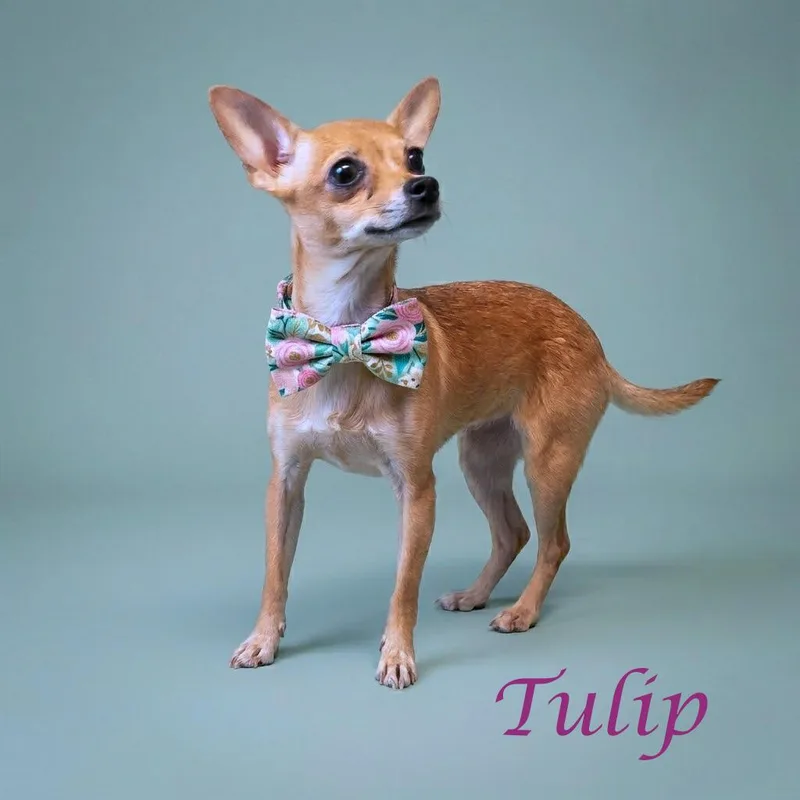 Tulip D