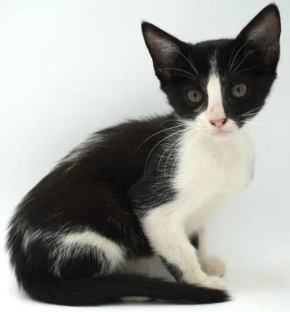 A young small-sized female Domestic Short Hair cat named Antennae for adoption in Bowling Green, KY