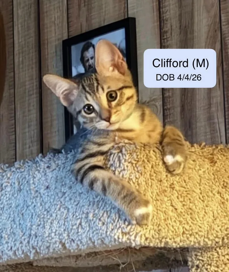 Clifford thumbnail 2