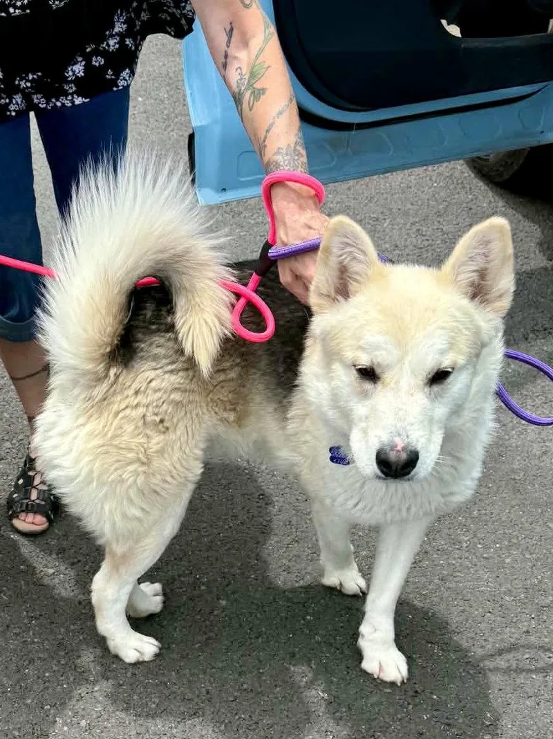 A young medium-sized male Siberian Husky dog named Sutton for adoption in Cedar Crest, NM