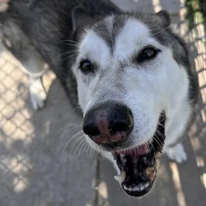 A senior medium-sized male Apricot / Beige Husky dog named Grey for adoption in The Colony, TX