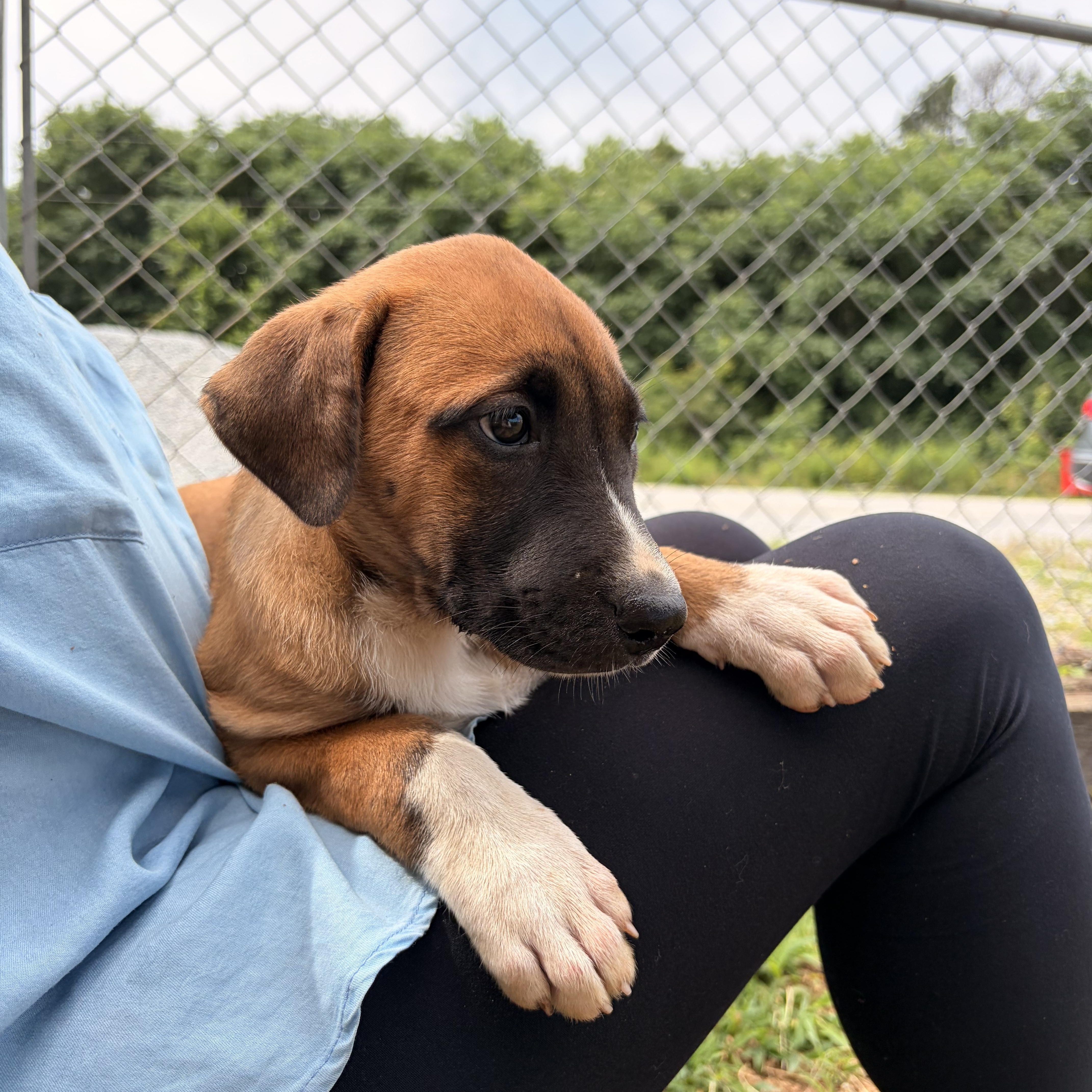 A baby medium-sized female White / Cream Black Mouth Cur dog named Willow for adoption in Melbourne, AR