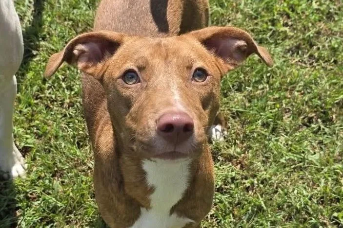 A young medium-sized female Mixed Breed dog named Haven for adoption in Anniston, AL