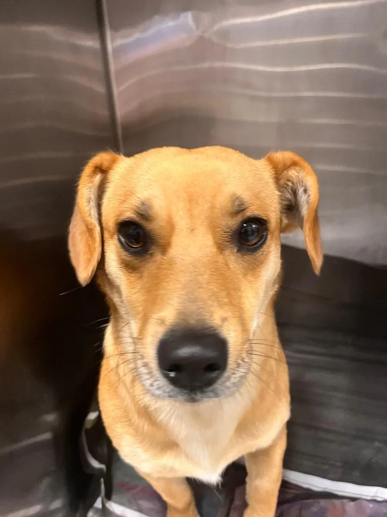 An adult small-sized male Corgi dog named BusterRusty for adoption in Hopkinsville, KY