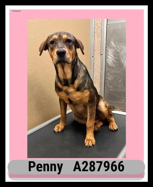Penny thumbnail 2