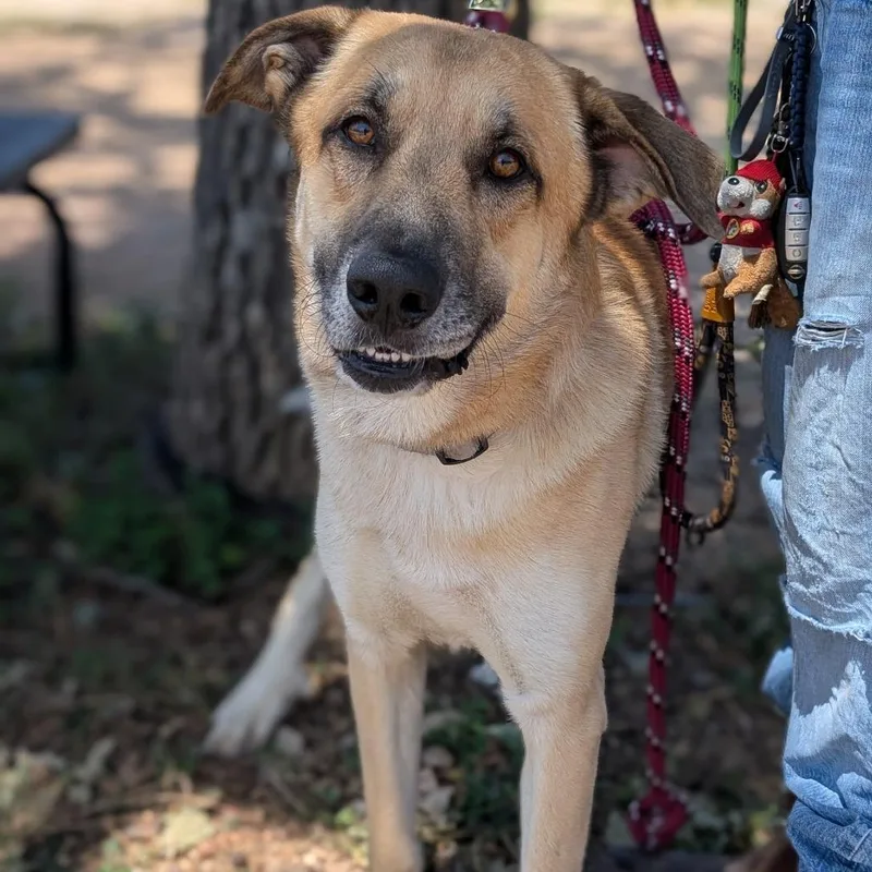 An adult large-sized male Yellow / Tan / Blond / Fawn Anatolian Shepherd dog named Atlas for adoption in Buchanan Dam, TX