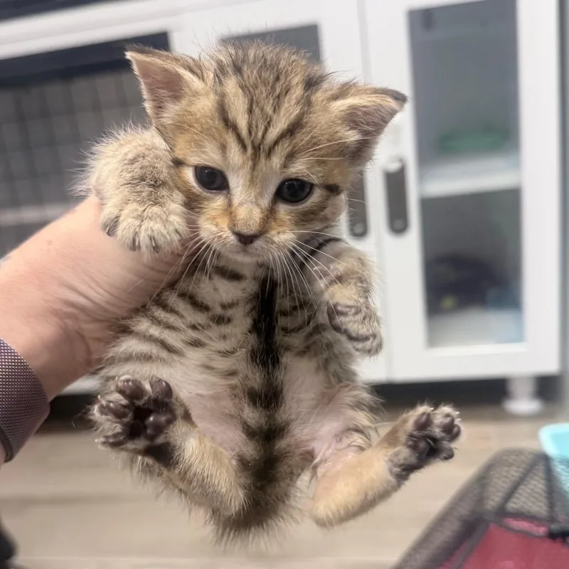 A baby small-sized female Orange / Red Domestic Short Hair cat named Lena for adoption in Jupiter, FL