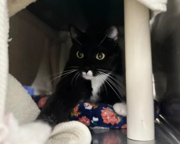 A young small-sized female Domestic Short Hair cat named Wendy for adoption in Sherwood, OR