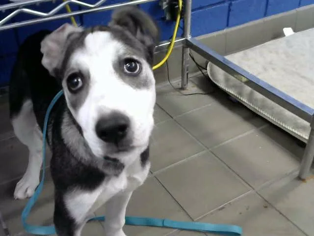 A young medium-sized female Husky dog named Flip for adoption in Albuquerque, NM