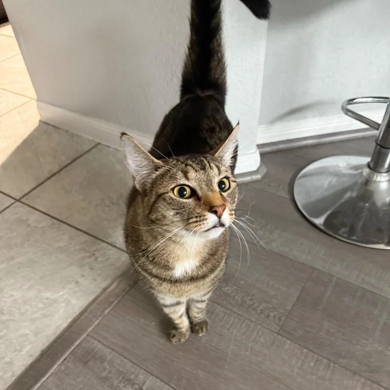An adult large-sized male Brown / Chocolate Domestic Short Hair cat named Mambo for adoption in Houston, TX
