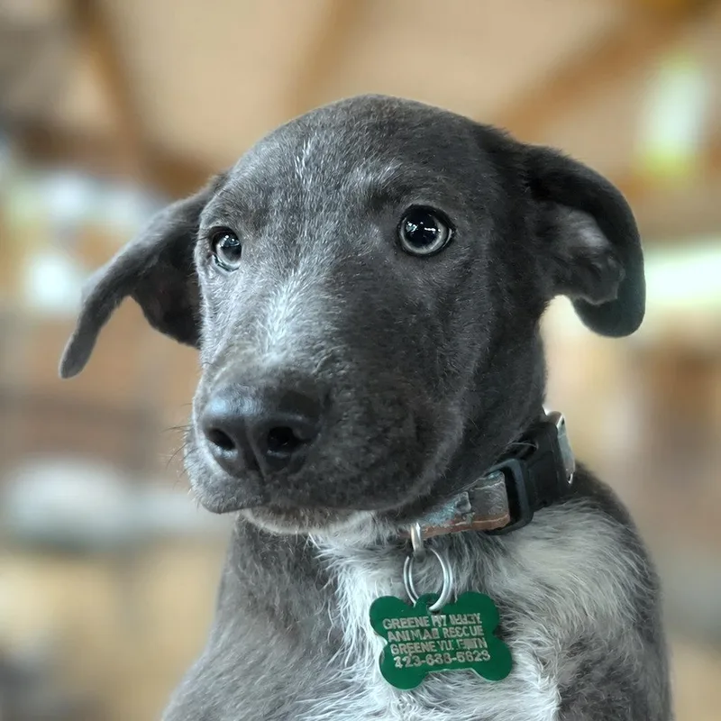 A baby small-sized male Gray / Blue / Silver Labrador Retriever dog named Triton for adoption in Boerne, TX