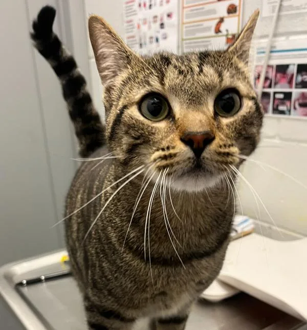 Milo