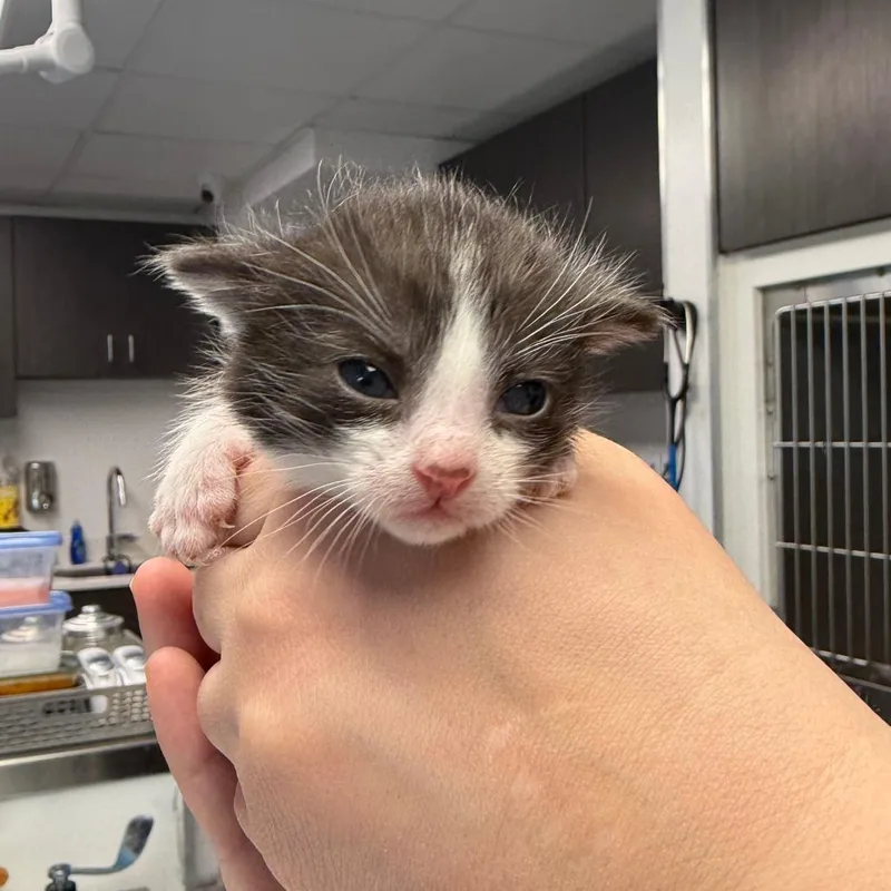 A baby small-sized male White Domestic Short Hair cat named Sunstone for adoption in St. Louis, MO