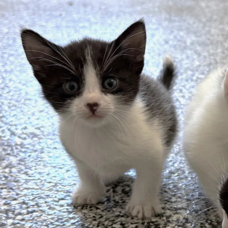 Sunstone thumbnail 5