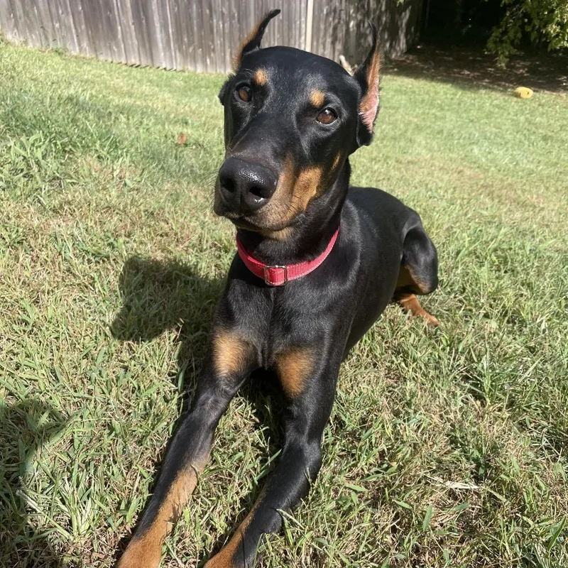 An adult medium-sized female Doberman Pinscher dog named Kimmy for adoption in Indianapolis, IN