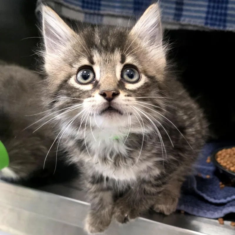 A baby small-sized male Brown / Chocolate Domestic Long Hair cat named Tigger for adoption in Fort Wayne, IN