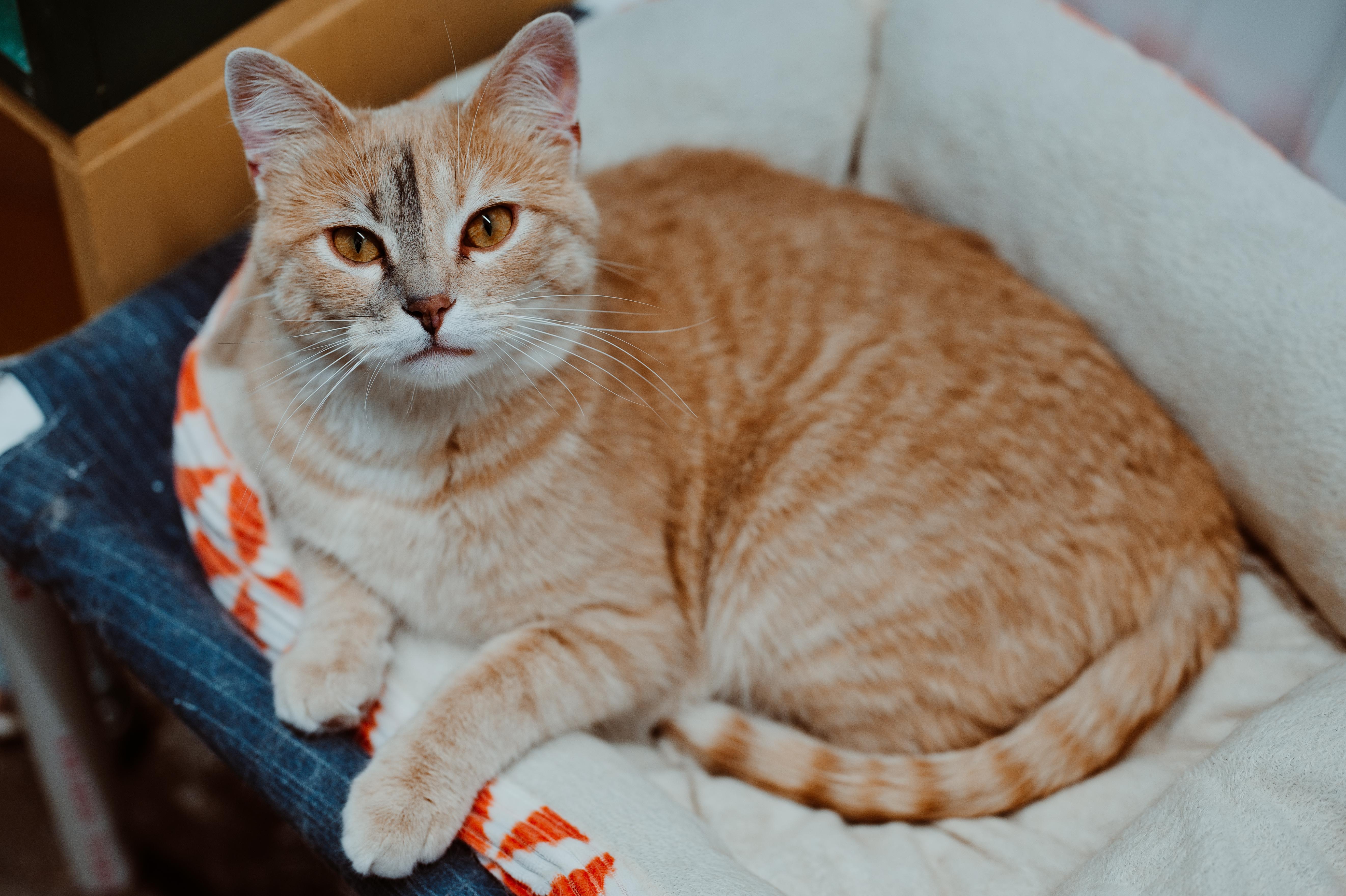 An adult medium-sized male Orange & White Tabby cat named Stuffins for adoption in Le Mars, IA
