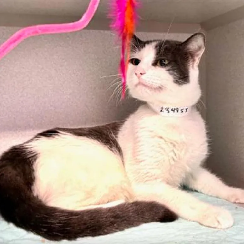 An adult large-sized male Gray / Blue / Silver Domestic Short Hair cat named Precious Babycakes for adoption in New York, NY
