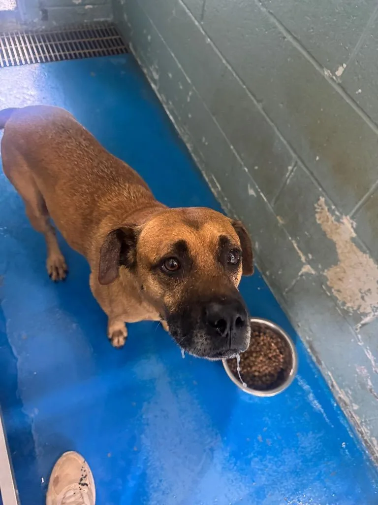 A senior medium-sized male Hound dog named Charlie Hold Until for adoption in Danielsville, GA