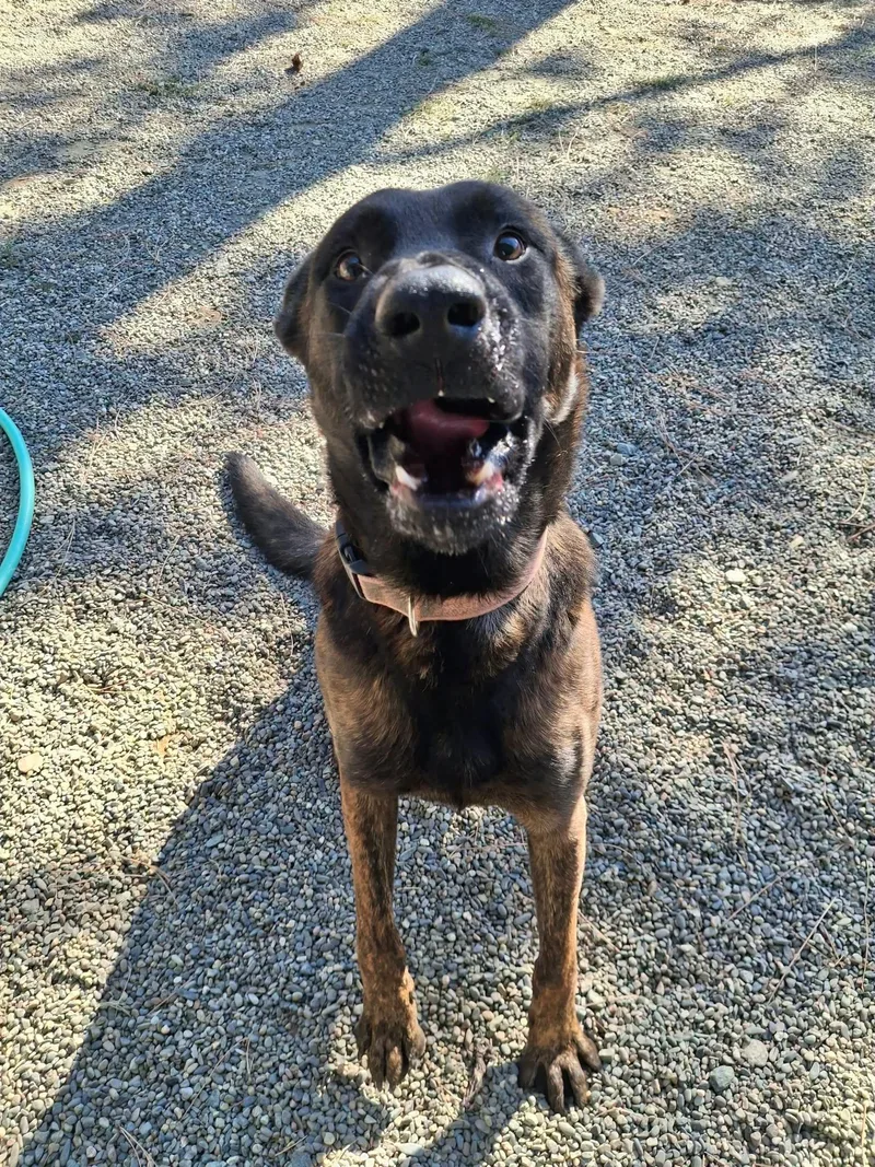 A young large-sized male Black Shepherd dog named Buddy for adoption in Weaverville, CA