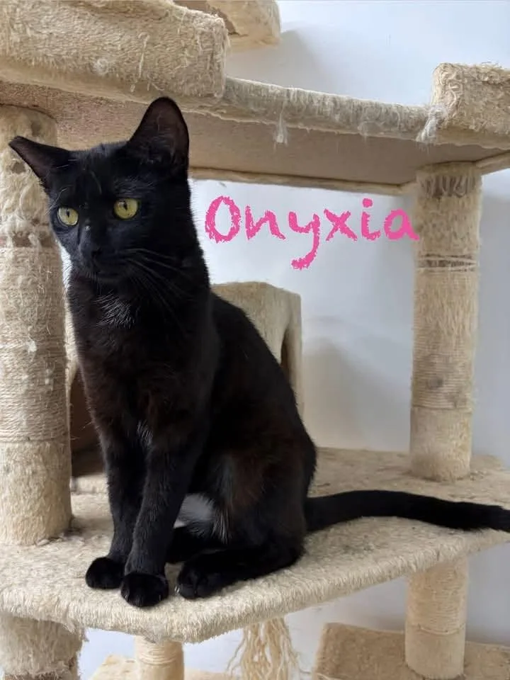An adult medium-sized female Black Domestic Short Hair cat named Onyxia for adoption in Clarksville, TN