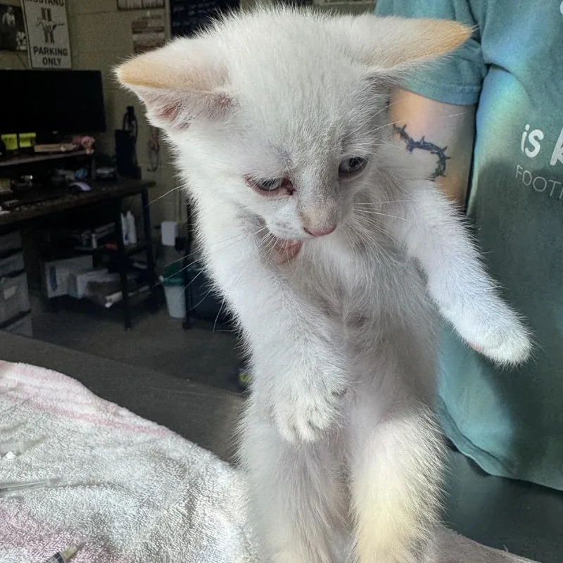 A baby small-sized male Flame Point Domestic Short Hair cat named Opie for adoption in Columbus, NC