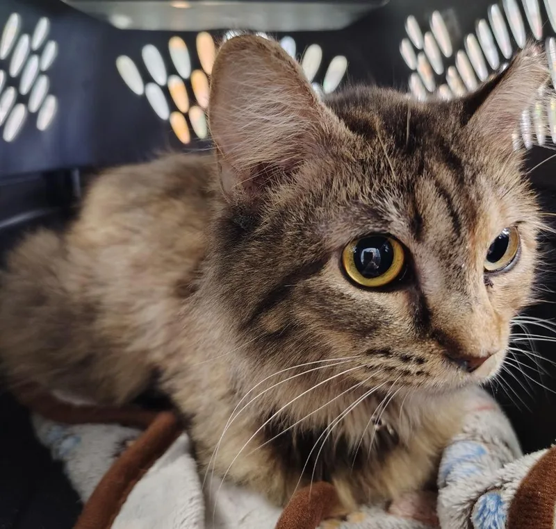 A young small-sized female Domestic Long Hair cat named Patches for adoption in Saint Clairsville, OH