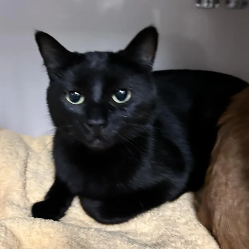 An adult medium-sized female Black Domestic Short Hair cat named Panther for adoption in Redwood City, CA
