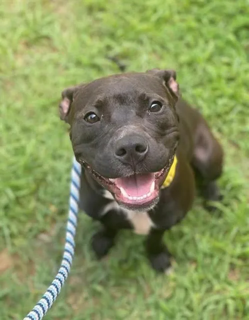 A young medium-sized female Pit Bull Terrier dog named Robin for adoption in Upper Marlboro, MD