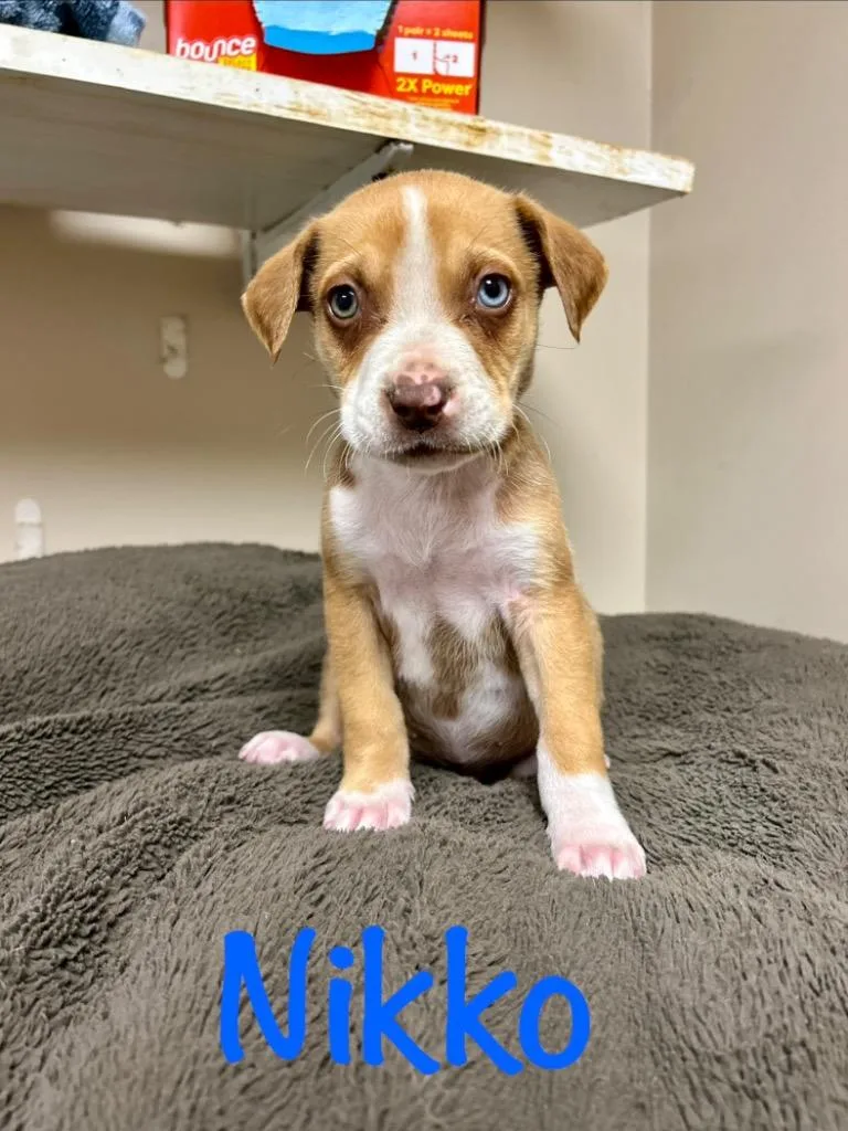 A baby small-sized male Husky dog named Nikko for adoption in West Union, OH
