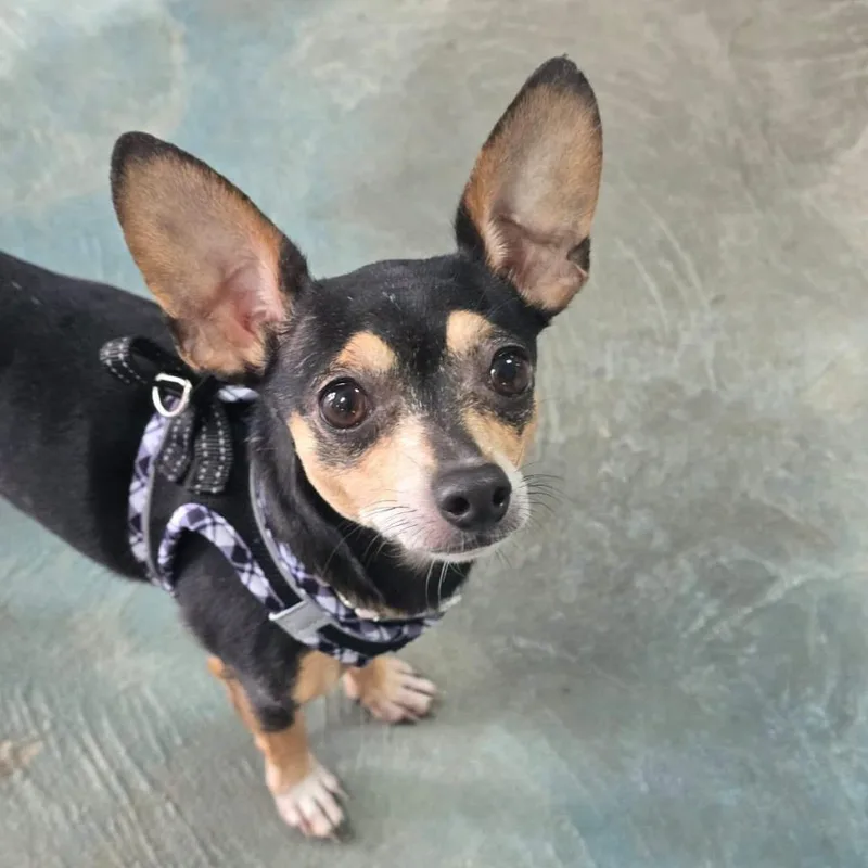An adult small-sized male Chihuahua dog named Bailey for adoption in Martinsburg, WV