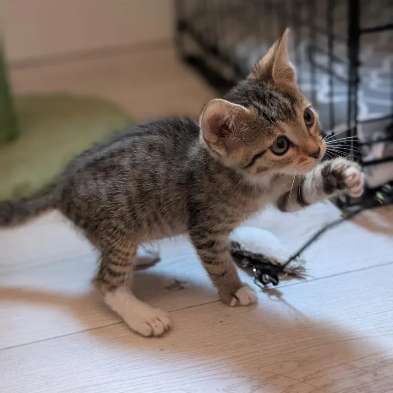 A baby small-sized male Brown / Chocolate Domestic Short Hair cat named Zinnio for adoption in Spokane, WA