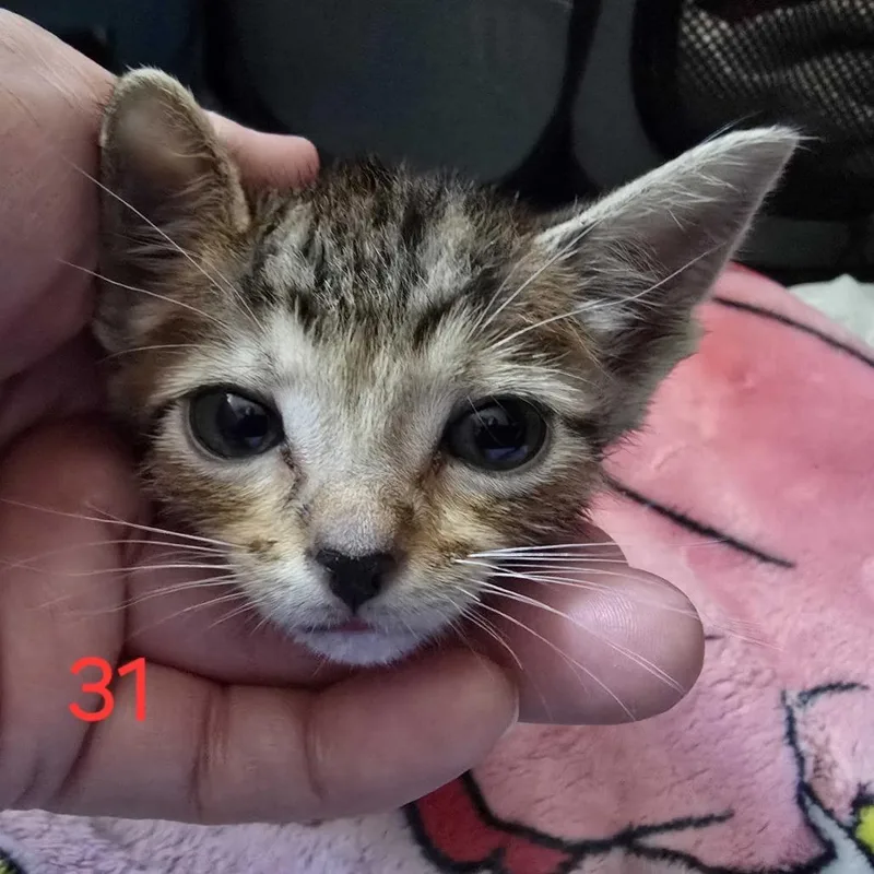 Zinnio thumbnail 5