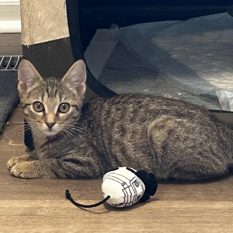 A baby small-sized female Brown / Chocolate Domestic Short Hair cat named Boo for adoption in Chattanooga, TN